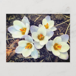 Frühling hat Sprung Crocus Blume Postkarte