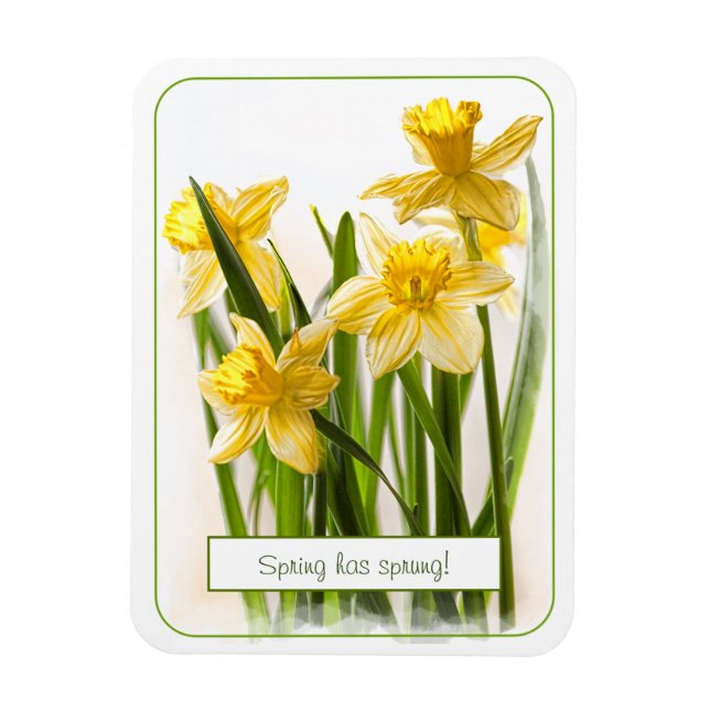 Frühling hat Sprung Yellow Daffodils Nah-up Foto Magnet (Vertikal)