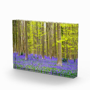 Frühling im Blauen Wald Fotoblock