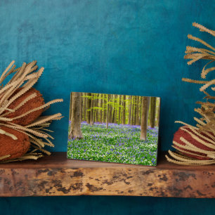 Frühling im Blauen Wald Fotoplatte