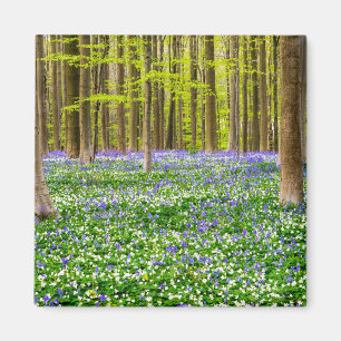 Frühling im Blauen Wald Magnet