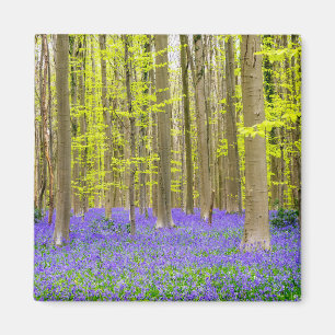 Frühling im blauen Wald Magnet