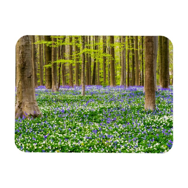 Frühling im Blauen Wald Magnet (Horizontal)