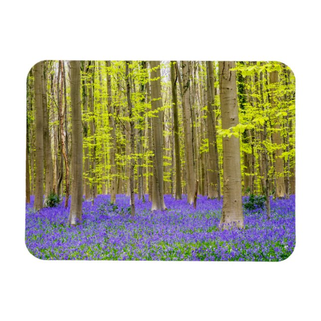 Frühling im Blauen Wald Magnet (Horizontal)