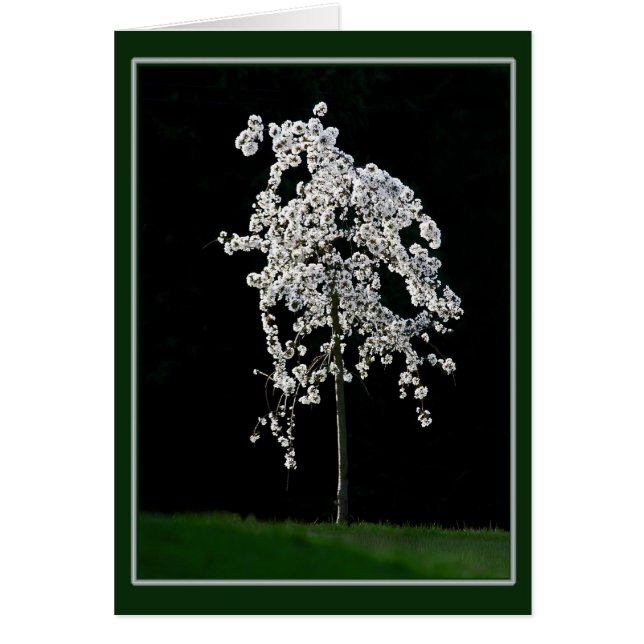 Frühling im Blut (Vorne)