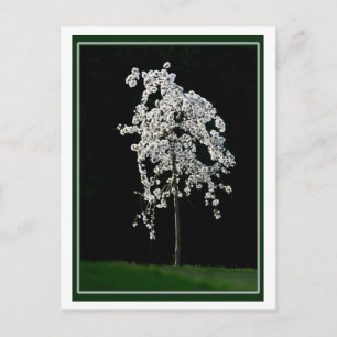 Frühling im Blut Postkarte