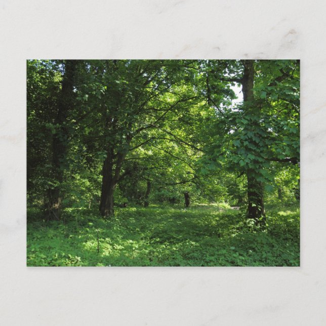 Frühling im Wald 01 Postkarte (Vorderseite)