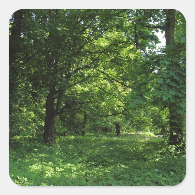 Frühling im Wald 01 Quadratischer Aufkleber (Vorderseite)