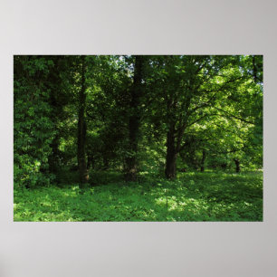 Frühling im Wald 02 Poster