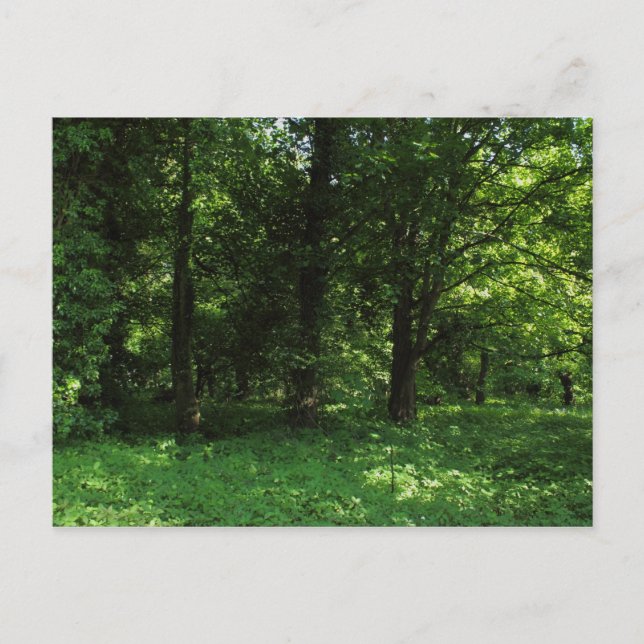 Frühling im Wald 02 Postkarte (Vorderseite)