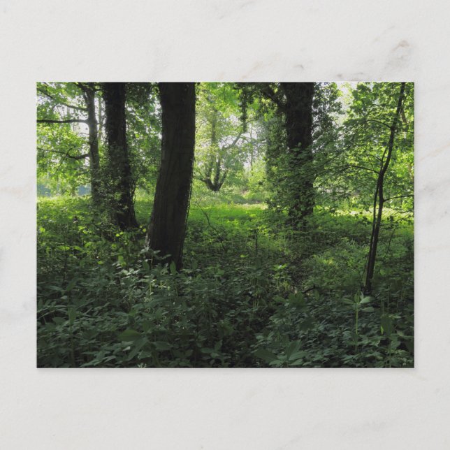 Frühling im Wald 04 Postkarte (Vorderseite)