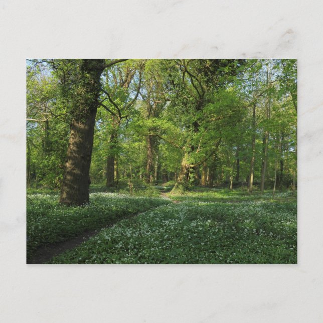 Frühling im Wald, Bute Park, Cardiff Postkarte (Vorderseite)