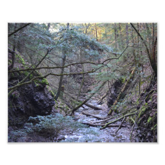 Frühling im Wald. Fotodruck