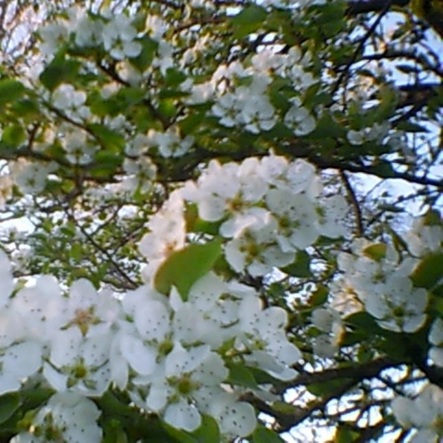 Frühling in Bloom Stretched Canvas Print Leinwanddruck (Von Creator hochgeladen)