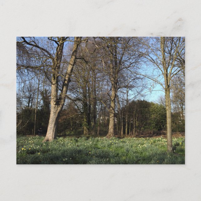 Frühling in Bute Park, Cardiff Postkarte (Vorderseite)