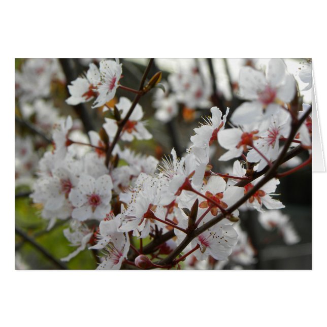 Frühling in Canberra (Vorderseite (Horizontal))