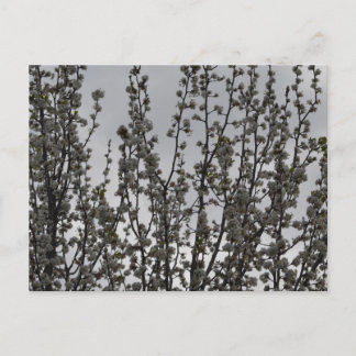 Frühling in der Luft Postkarte