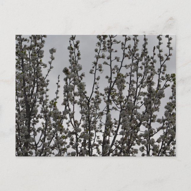 Frühling in der Luft Postkarte (Vorderseite)