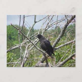 Frühling in Maine Postkarte