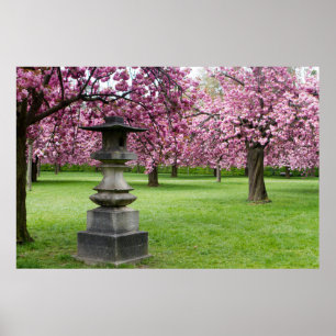 Frühling in Paris Kirschblüten Poster