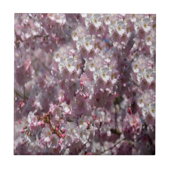 Frühling in Pink Fliese (Vorderseite)