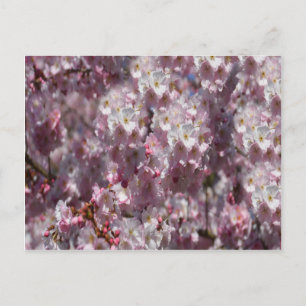 Frühling in Pink Postkarte