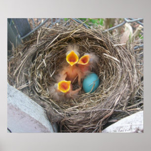 Frühling - Neugeburt Poster