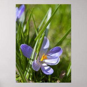 Frühling Poster