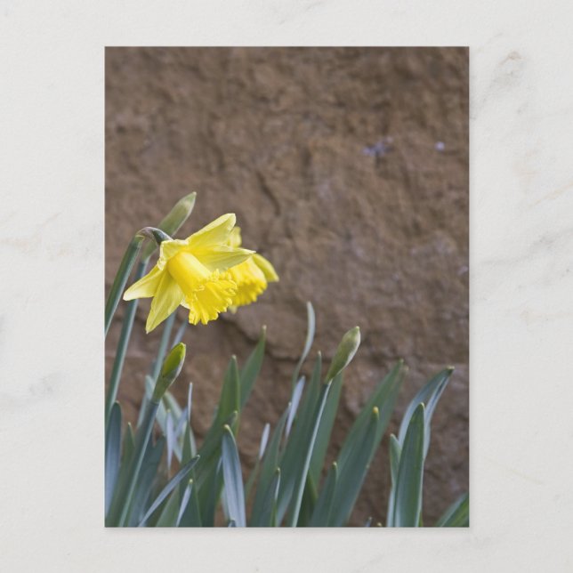 Frühling! Postkarte (Vorderseite)