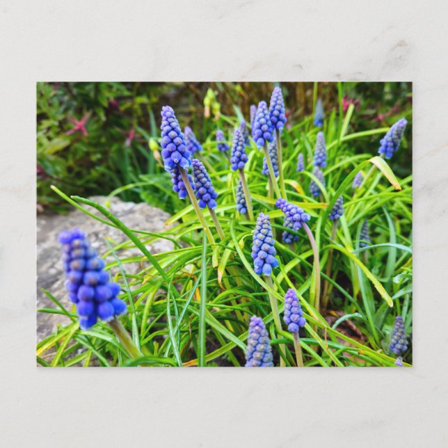 Frühling  postkarte (Vorderseite)