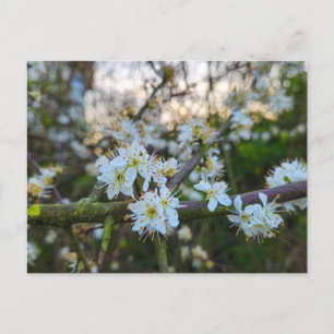 Frühling postkarte