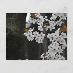 Frühling postkarte
