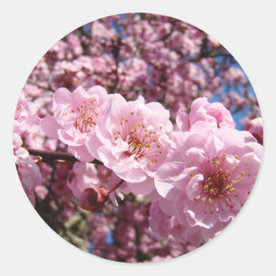 Frühling Rosa Baum Blüten Aufkleber Siegel Blumen