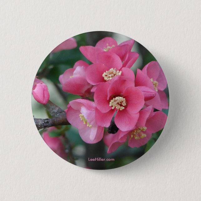 Frühling Rosa Blühende Zierquitte Button (Vorderseite)
