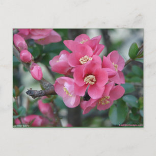 Frühling Rosa Blühende Zierquitte Postkarte