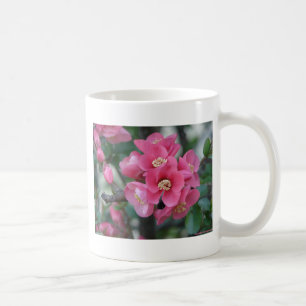 Frühling Rosa Blühende Zierquitte Tasse