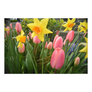 Frühling rosa Tulpe und gelbe Osterglocke Blumen Fotodruck