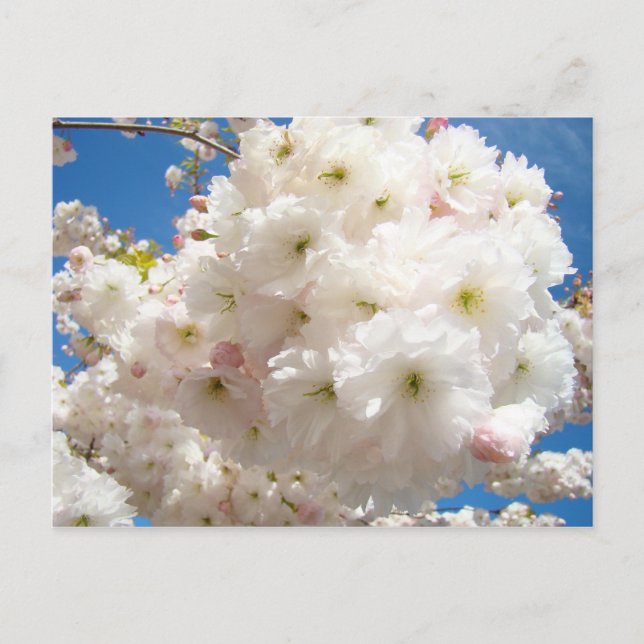 Frühling Rosa Weiße Baum Blüten postkarten (Vorderseite)