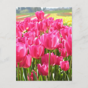 Frühling Tulips in Oregon Postkarte