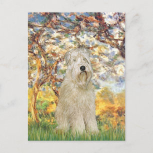Frühling - Wheaten Terrier 7 Postkarte