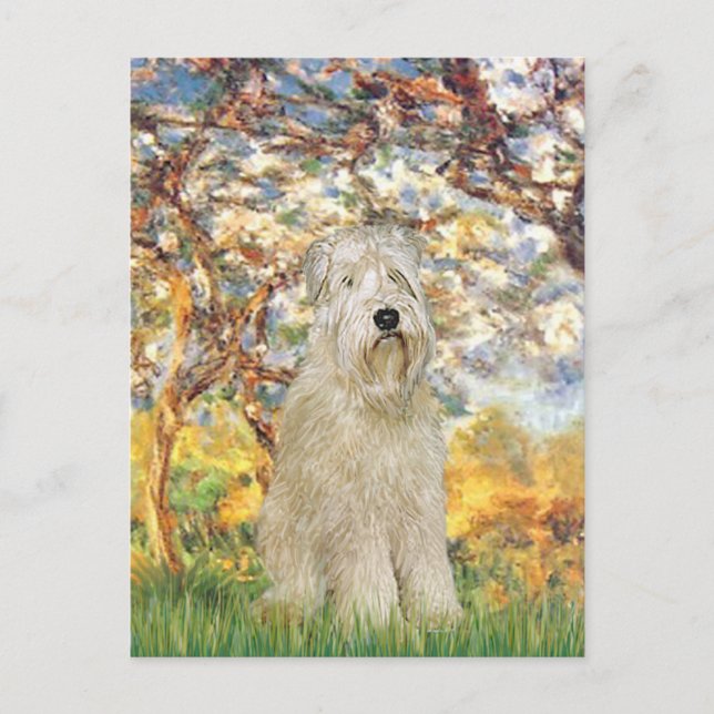 Frühling - Wheaten Terrier 7 Postkarte (Vorderseite)