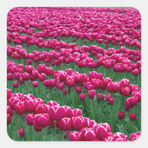 Frühlingblühende Tulpenzwiebeln im Garten zeigen i Quadratischer Aufkleber