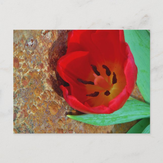 Frühlinggelb und Roter Tulip Postkarte (Vorderseite)