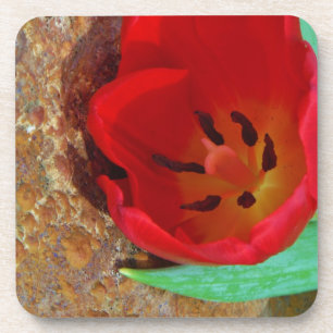 Frühlinggelb und Roter Tulip Untersetzer
