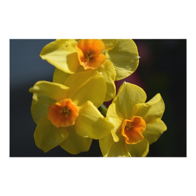 Frühlinggelbe Daffodil Blume Foto Art. (Vorne)