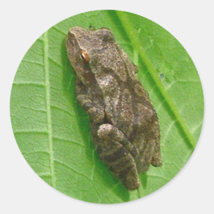 FrühlingPeeper (Pseudacriskreuzblüter) Treefrog Runder Aufkleber