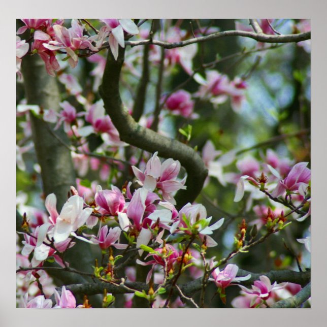 Frühlingposter Poster (Vorne)