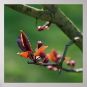 Frühlingposter Poster