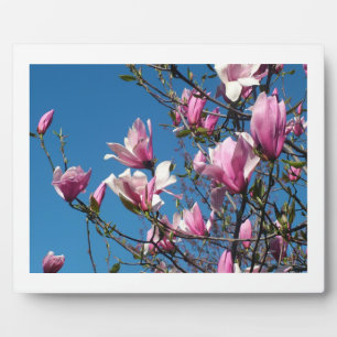 Frühlingrosa magnolische Blume am Himmel Fotoplatte
