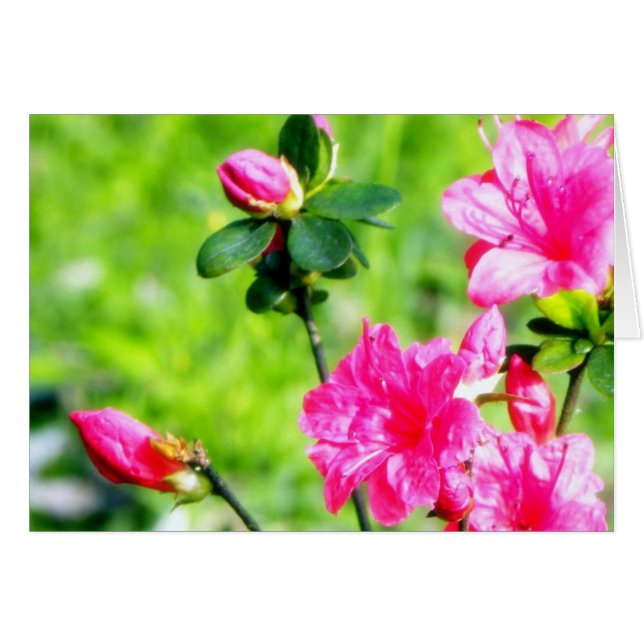 Frühlings-Azaleen (Vorderseite (Horizontal))